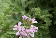 蚊子讨厌5种植物，家里养1盆，蚊子“不进门”，省下500块驱蚊钱