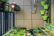 阳台没有太阳，养绿植加上补光灯，一样能促进生长，很实用！