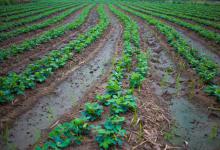 2024年海南儋州市油料作物种植补贴政策：补贴标准多少？