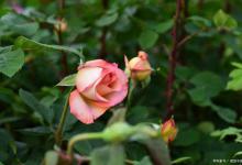 月季几月开花？月季花期较长，但开花时间不一致！