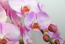 蝴蝶兰能活多久，养护对花期的影响！