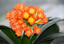 君子兰每年都会开花吗？养护对花期的影响有多大？