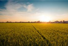 农民丰收节是哪个节气？丰收节是秋分么？