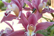 兰花移栽的正确方法，需要具备哪些条件呢