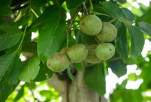 浙江杭州桐庐县2025年林地种植补助政策：每亩补助多少？