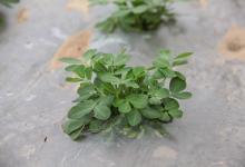 河南新乡卫辉市2024年特色种植养殖奖补政策：奖补标准多少？