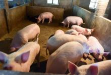 农村不能养猪国家有这个政策吗？对农村养猪的要求是什么？