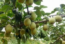 浙江杭州桐庐县2025年梨产业补助政策：新发展梨园补助多少？