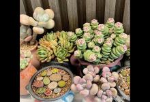 冬天家里没暖气，多肉要浇足水，搬到室内停水养，更容易过冬