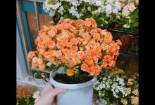 养花30年，我决定冬天只养 5 种花，开花多、花期长、便宜好养