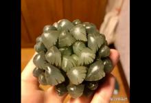 实生玉露，什么是“实生”？如何区分组培和实生？区别在哪里