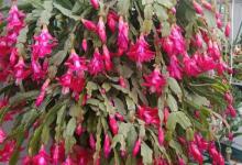 蟹爪兰有2类，一类是嫁接，一类是扦插，嫁接的开花要更多！