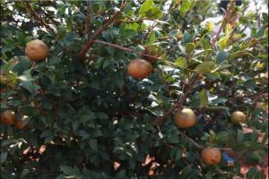 客家蕉岭传统古法榨茶油，你见过吗？