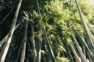 天天用筷子得砍多少树？别被忽悠了！筷子最早叫‘箸’，它根本不是木头，而是能一天长1米的巨型草